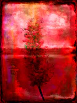 2019-09-27 Duftnessel-03-06 60x80cm Tinte auf Hahnemühlepapier